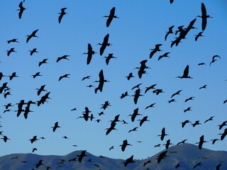 Aves volando, Comunidad Valenciana