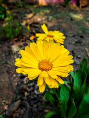Sun Flower 