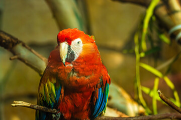 colored parrot portrait close up