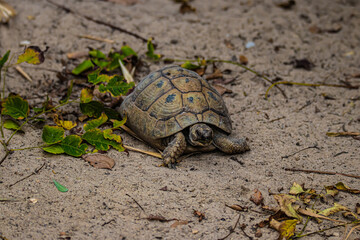 brown turtle on the ground