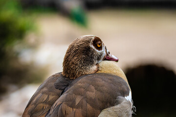 close up of a duck