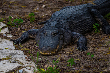 portrait alligator in the everglades