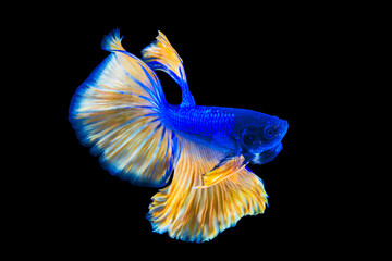 Thai fighting fish on black background.
