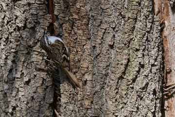 Gartenbaumläufer an einem Baum beim Nestbau