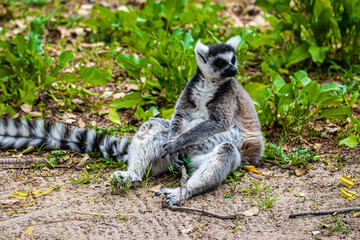 ring tailed  lemur sitting on a ground