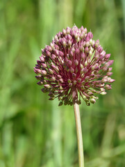 Wild leek flower of purple color and spherical shape