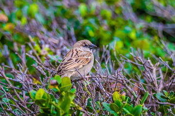 gray sparrow on a bush