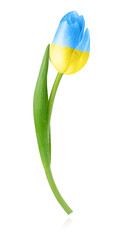 Isolated tulip with color of Ukranian flag on white background.