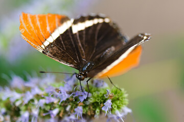 butterfly on flower
