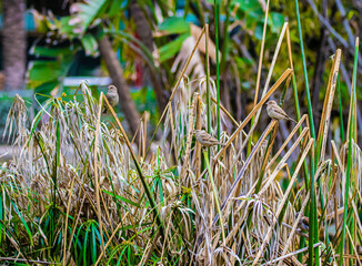 three sparrows on a bush