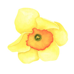Daffodil isolated on white background. Watercolor hand drawing illustration. Art for decoration and design of cards