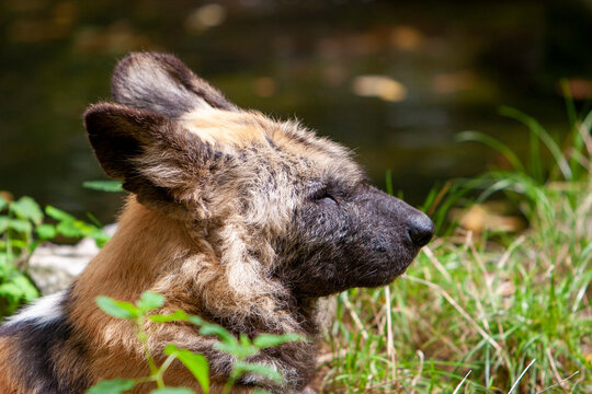 Afrikaanse wilde hond