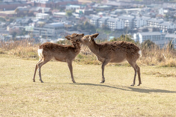 two deer showing affection on hill in Nara