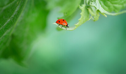 Green spring background with ladybug. Copy space