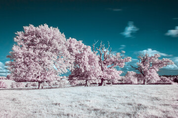 pink tree infrared landscape
