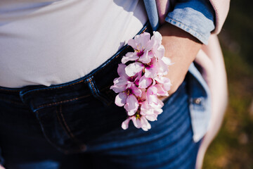close up of woman holding pink almond tree flowers in jeans pocket on sunny day. Spring time - obrazy, fototapety, plakaty