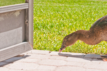 side view, medium distance of a one, two mottled ducks feeding on dried corn on a tropical concrete and grass 