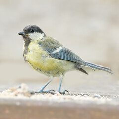 The Eurasian blue tit is a small passerine bird in the tit family Paridae. The bird is easily recognisable by its blue and yellow plumage.