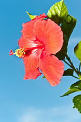 front view, close distance of a red hibiscus flower in full bloom with central disk with yellow pollen extenders and green leaves against a blue sky