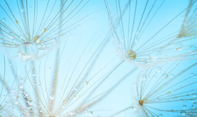 Dandelion seeds on blue background. Soft focus, macro shot.