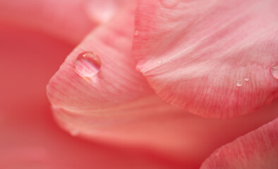 Macro shot of drops on tulip petals. Spring background.