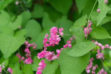Flowers of the Tatacoa desert, Colombia