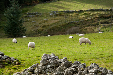 Sheep grazing in Ireland 