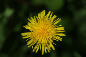 Dandelion Bloom Closeup