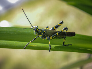 Green and Yellow Locust on a Plant 