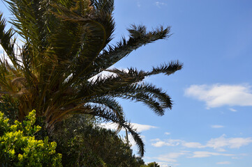 Palm tree in the garden, palm leaves on the wind and blue sky in the background