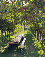 Prosecco vineyard and vines with apples and picnic table, Italy