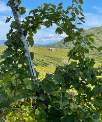 Prosecco vineyard and vines, Italy