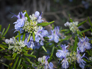 Rosemary plant in bloom, Salvia rosmarinus, with needle-like leaves and purple flowers, aromatic culinary herb specific to Mediterranean, from Croatia