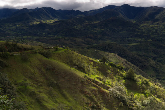 Typical vegetation of the area near Popayan, Colombia