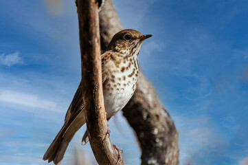 Swainson's Thrush (Catharus ustulatus)