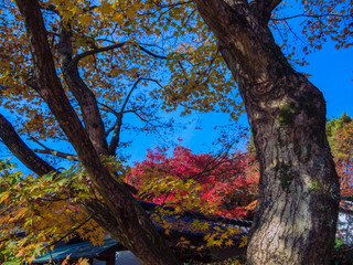 黄色と赤色が鮮やかなモミジの紅葉　秋イメージ