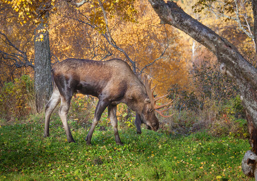 Bull Moose, Anchorage, Alaska