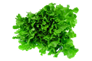 Obraz na płótnie Canvas close up on fresh green lettuce texture