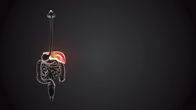 Liver with internal organs loopable