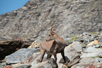a stag, female of the ibex, observes us on our hiking trail in front of the Genepy lake in the French Alps