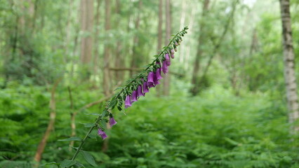 Blühender Fingerhut (Digitalis) im Wald