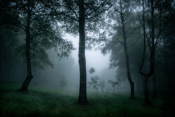 Forest with mysterious atmosphere. Trees and lots of fog.