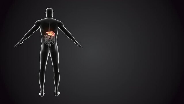 Human body with Liver loopable