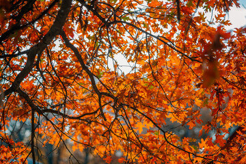 Bright orange autumn leaves cling to their branch 