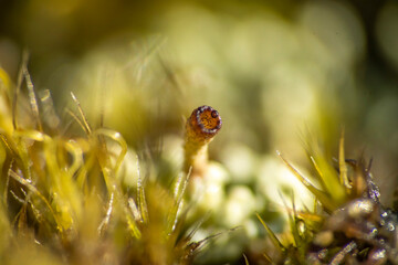 mech podłoga lasu © Colorful Soul