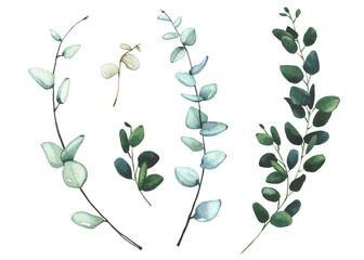 Watercolor hand painted set of green eucalyptus branches. Vector isolated floral illustration collection.