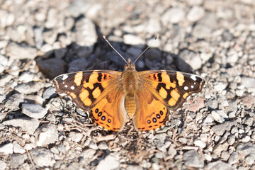 Painted Lady butterfly sunbathing on gravel. Santa Clara County, California, USA.