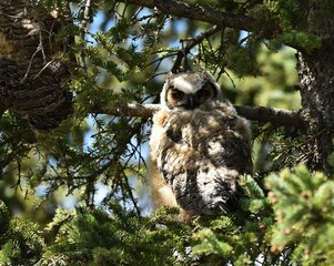 Great Horned Owl