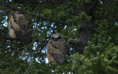 Great Horned Owl