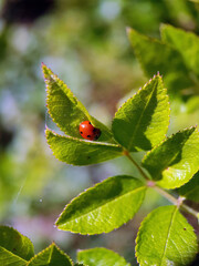 ladybird on a leaf